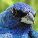 Indigo Bunting male