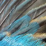 Indigo Bunting wing