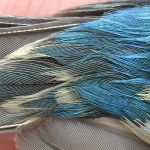 Undertail coverts