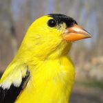 American Goldfinch (Yellow Canary) male