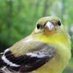 American Goldfinch female spring