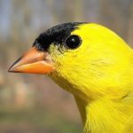 American Goldfinch male in spring