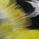 Goldfinch body feathers