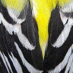 Goldfinch wings