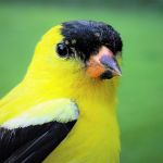Male Goldfinch
