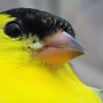 Canary-yellow Goldfinch
