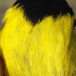 head feathers