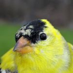 Uncharacteristic yellow feathers on cap