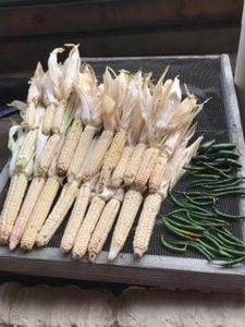 The Tuscarora White came as a gift from them but we also have our own line of Six Nations White, Yellow, Blue, Black and Red corns we brought here from the Mohawk Valley. Locally many varieties were created including the “Six Nations Calicos”, which are multi-coloured corns in hues of reds and blues.