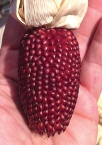 This beautiful Maliseet Strawberry Popcorn was gifted to me by my uncle 15 years ago. We have kept it going in our collection of rare seeds.