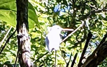 A rare Albino Hummingbird photographed on Six Nations in early September ( note beak colour). Photo submitted