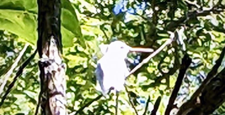 A rare Albino Hummingbird photographed on Six Nations in early September ( note beak colour). Photo submitted