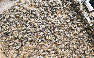 Over 200,000 bees made their home at the Church. (Supplied Photo)
