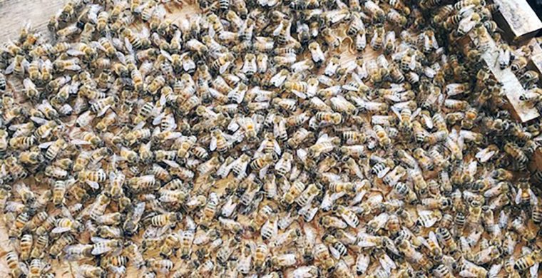 Over 200,000 bees made their home at the Church. (Supplied Photo)