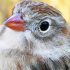 Warm russet coloured beak of a Field Sparrow