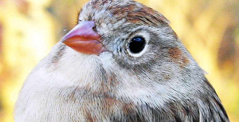 Warm russet coloured beak of a Field Sparrow