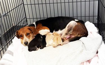 A young dog who was rescued by program staff in January gave birth to five puppies (Supplied Photo)