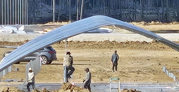 Workers on the site of the cannabis field.