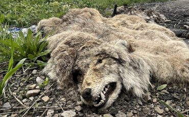 A decomposing pile of wildlife fund on Fifth Line Road has been removed. (Photo by Tara Lindemann)