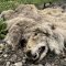 Grisly wildlife dumping discovered on Fifth Line