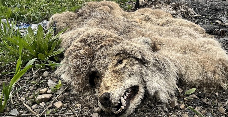 A decomposing pile of wildlife fund on Fifth Line Road has been removed. (Photo by Tara Lindemann)