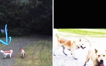 An Ohsweken family is looking for the owners of these two dogs who mauled an 11-year-old girl in an unprovoked attack on June 14. The dog on the left was labelled as “the main attacker.” (Supplied Photos)