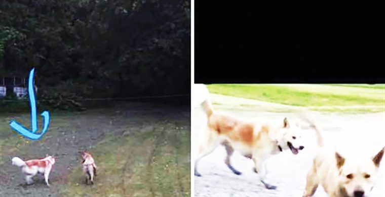 An Ohsweken family is looking for the owners of these two dogs who mauled an 11-year-old girl in an unprovoked attack on June 14. The dog on the left was labelled as “the main attacker.” (Supplied Photos)