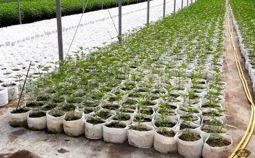 OPP have seize over $55 million in illegal cannabis plants. (OPP Photo)