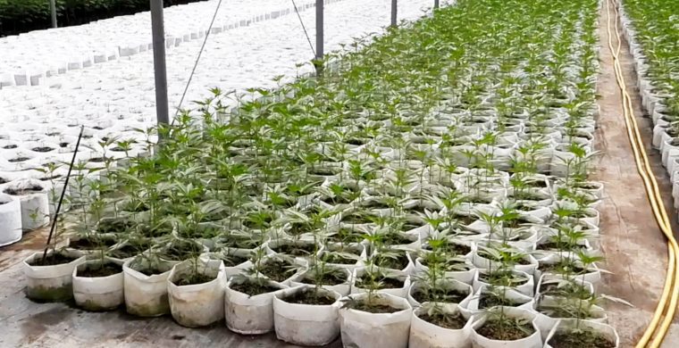OPP have seize over $55 million in illegal cannabis plants. (OPP Photo)