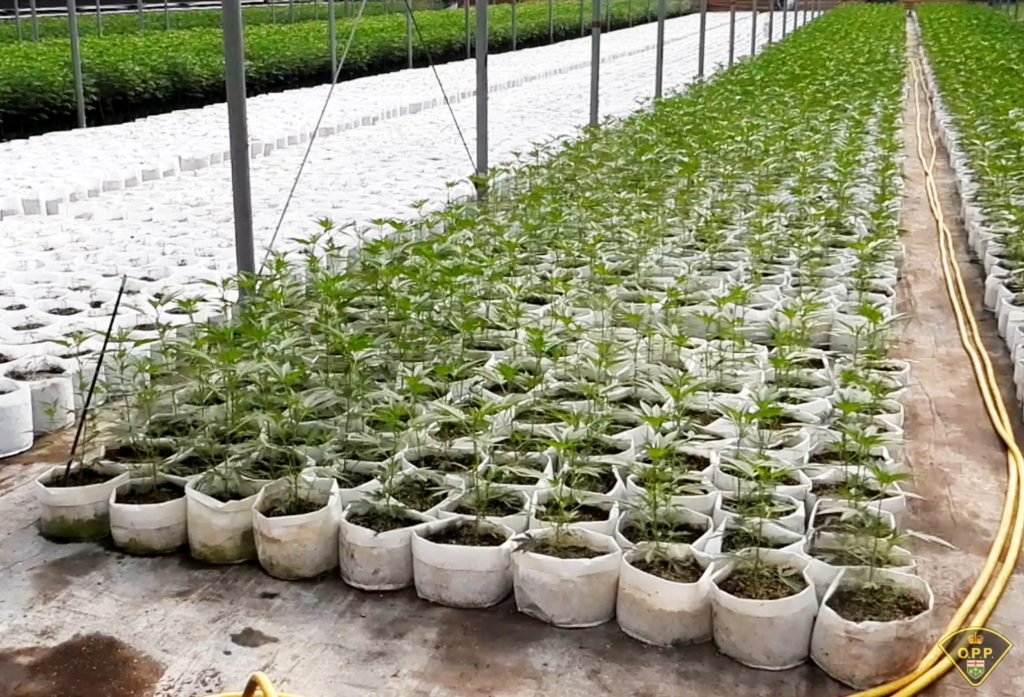 OPP have seize over $55 million in illegal cannabis plants. (OPP Photo)