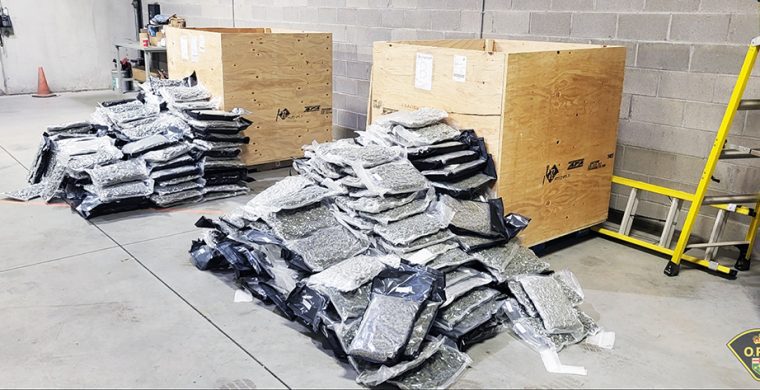 OPP seized 753 lbs of dried illicit cannabis. (OPP Photo)