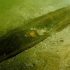 Underwater image of dugout canoe from Lake Mendota on June 6, 2021. (Courtesy: Tamara Thomsen - Wisconsin Historical Society)