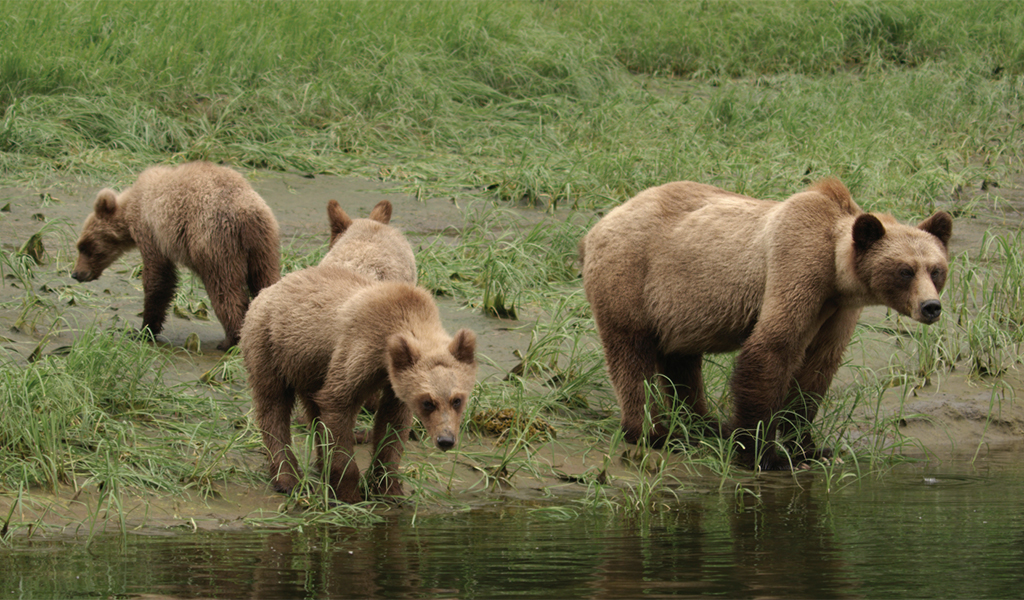 A still from the opening episode Bear in the new Animal Nation Series. Photo courtesy Animal Nation.