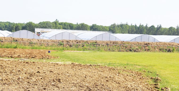 Concerns over a huge cannabis operation on Fourth Line has sparked not only neighbourhood concerns over the industry, but a referendum may now be coming. (Turtle Island News File photo)