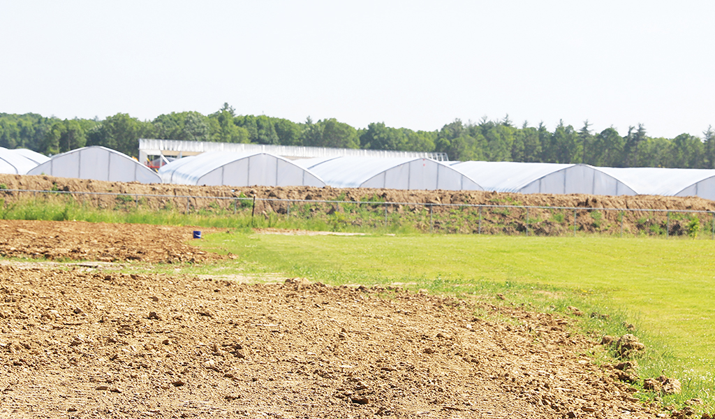 Concerns over a huge cannabis operation on Fourth Line has sparked not only neighbourhood concerns over the industry, but a referendum may now be coming. (Turtle Island News File photo)