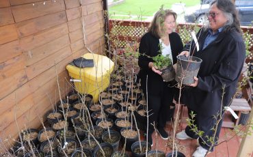 Turtle Island News’ annual Earth Day Tree Give-Away Wednesday, April 22, 2026. Come get a tree! Publisher Lynda Powless and Sales Manager Darren Doxtater are getting the trees ready for you! (Photo by Jim C. Powless)