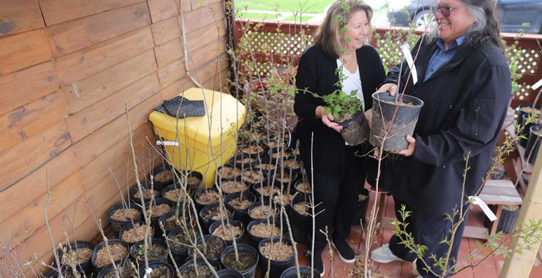 Turtle Island News’ annual Earth Day Tree Give-Away Wednesday, April 22, 2026. Come get a tree! Publisher Lynda Powless and Sales Manager Darren Doxtater are getting the trees ready for you! (Photo by Jim C. Powless)