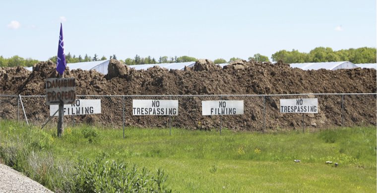 One of the largest cannabis fields on Six Nations is on Fourth Line directly behind a row of homes. (TIN file photo)
